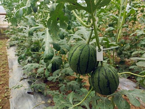 五一吃瓜全网最快的吃瓜平台,全网最快平台一网打尽精彩瞬间