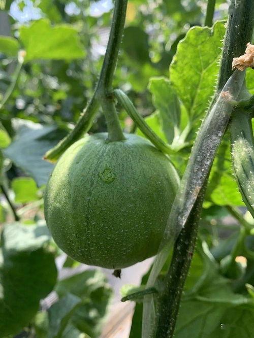 娱乐吃瓜封面怎么做的,创意与技巧的完美融合