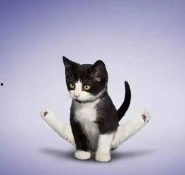 娱乐吃瓜酱找猫,猫咪界的“网红”诞生记