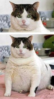 娱乐吃瓜酱找猫,猫咪界的“网红”诞生记